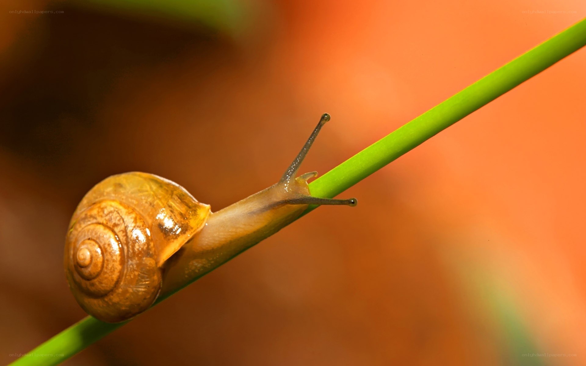 snail on a green stem