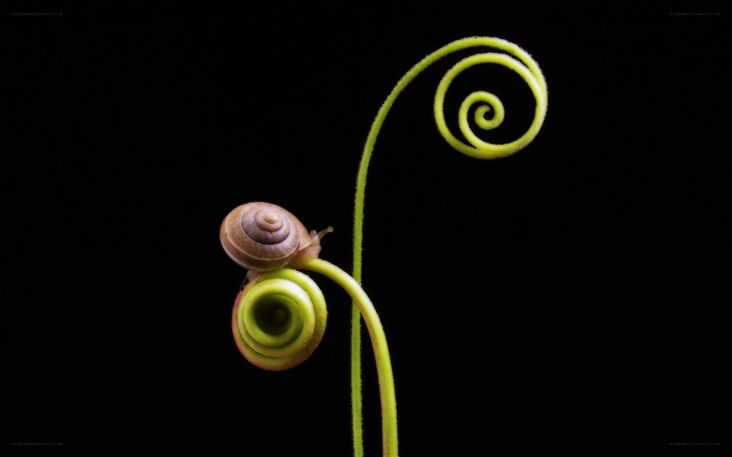 Snail on a green vine