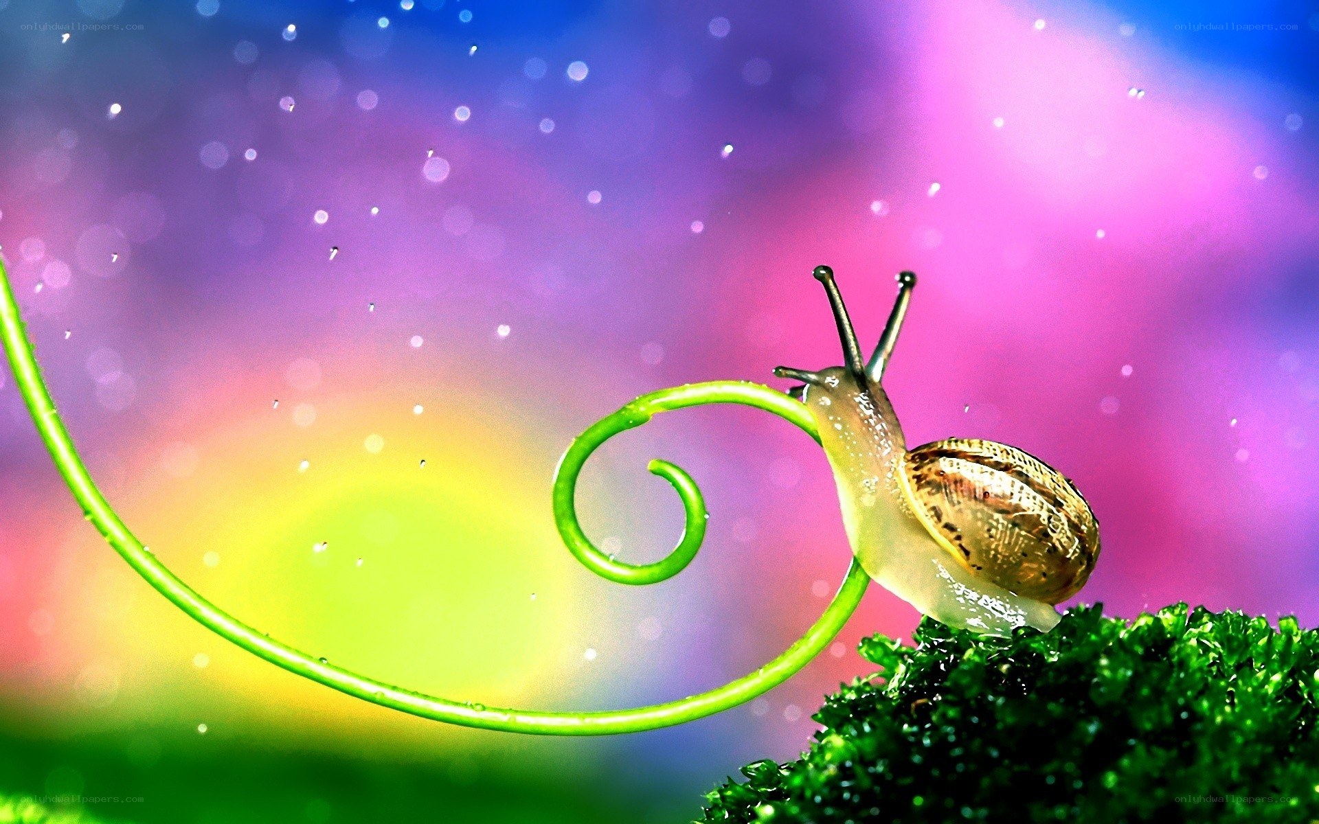 snail on a green vine