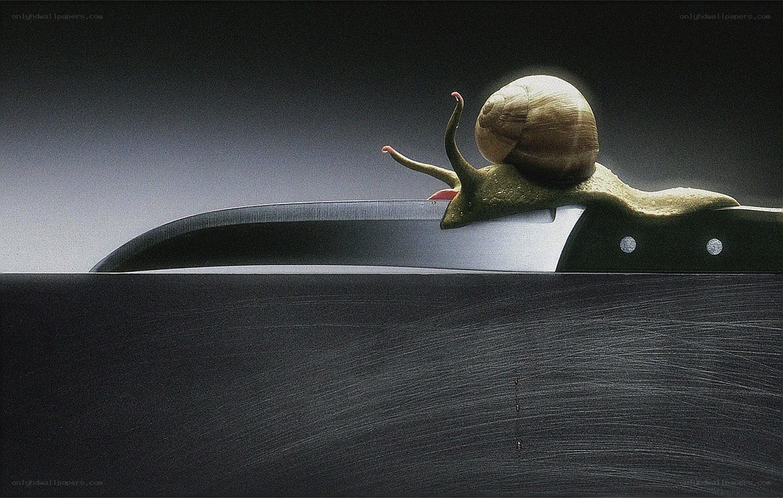 Snail on a knife blade