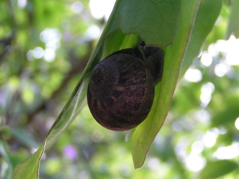 snail on a leaf