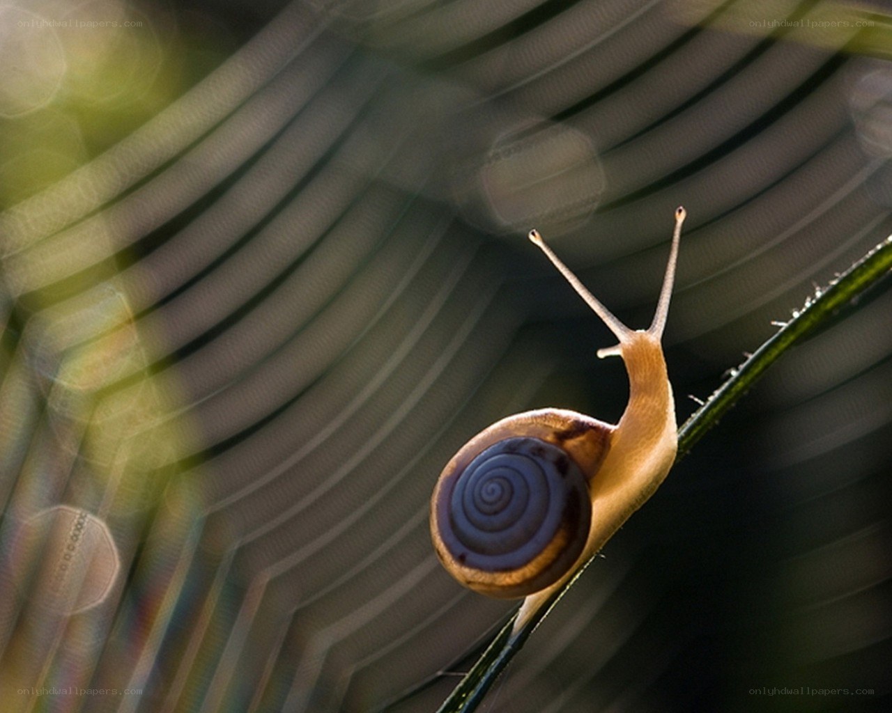 snail on a leaf