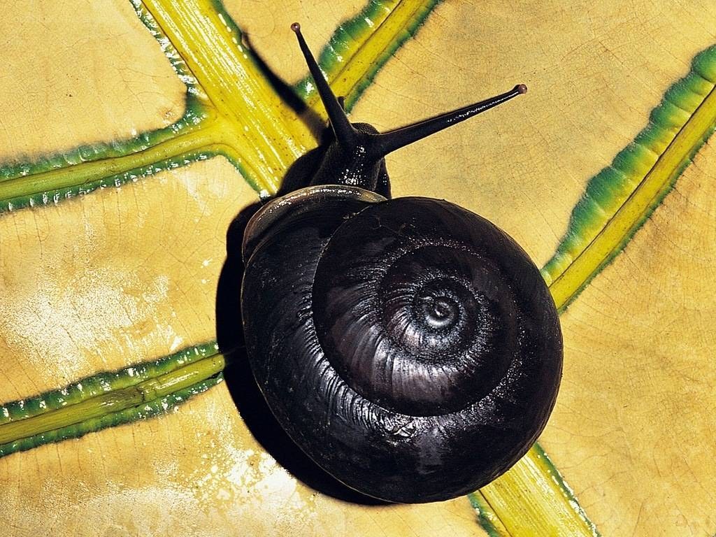 snail on a leaf