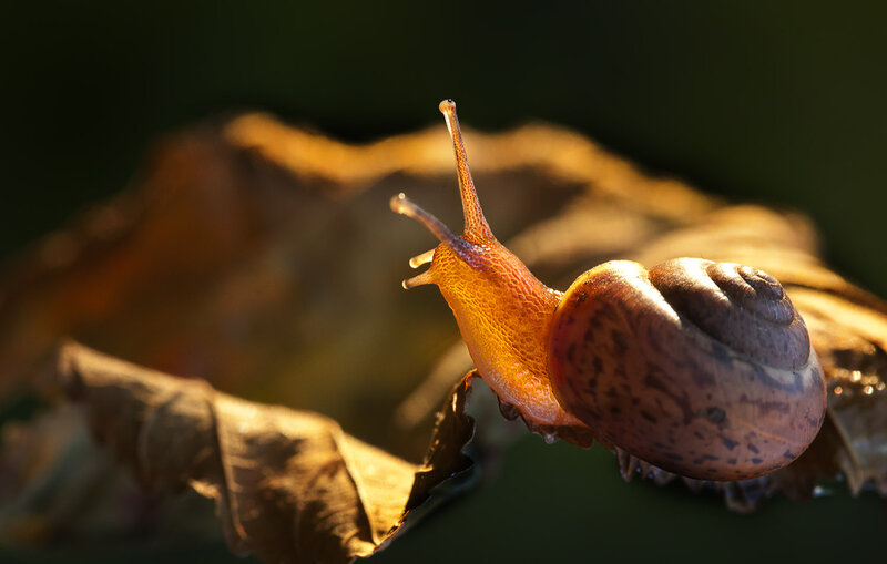 Snail on a Leaf — Brown
