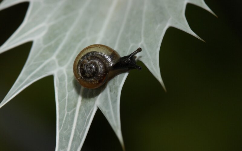 Snail on a Leaf — Green, Calm, Photograph