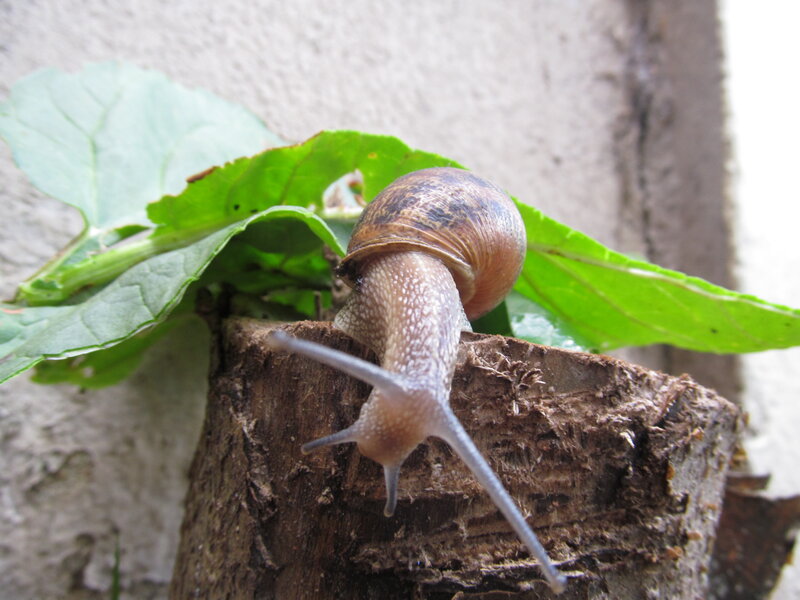 Snail on a Leaf — Green, Calm