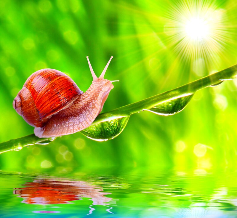 Snail on a Leaf — Green, Serene, Morning, Photograph, Water