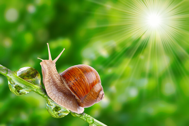 Snail on a Leaf — Green, Serene, Morning