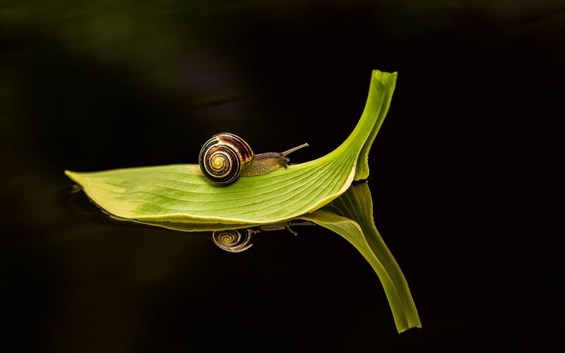 Snail on a Leaf — Green, Serene, Photograph