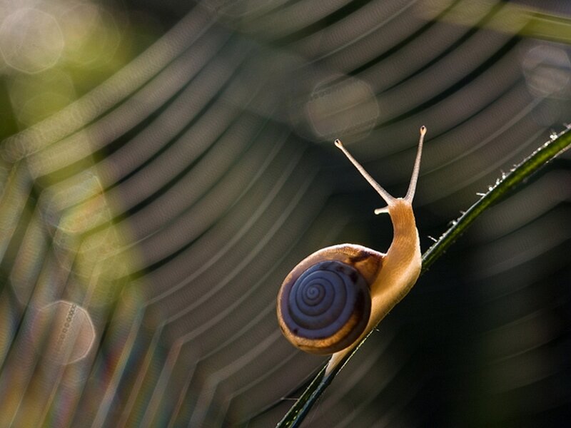Snail on a Leaf — Green, Serene