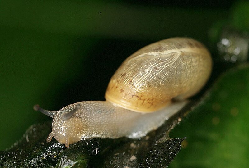 Snail on a Leaf — Green