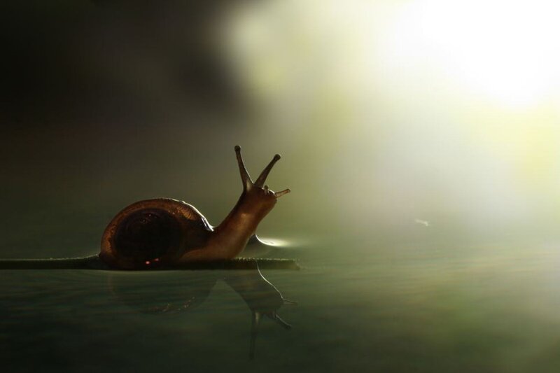 snail on a leaf in sunlight