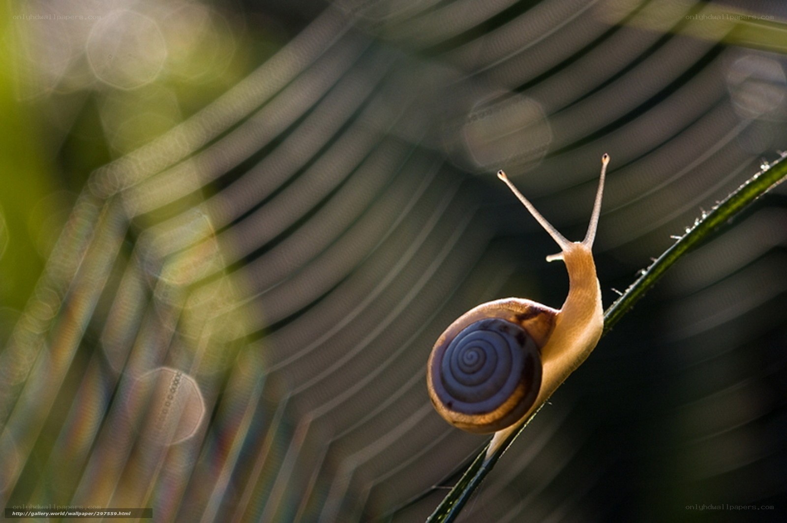 snail on a leaf in sunlight