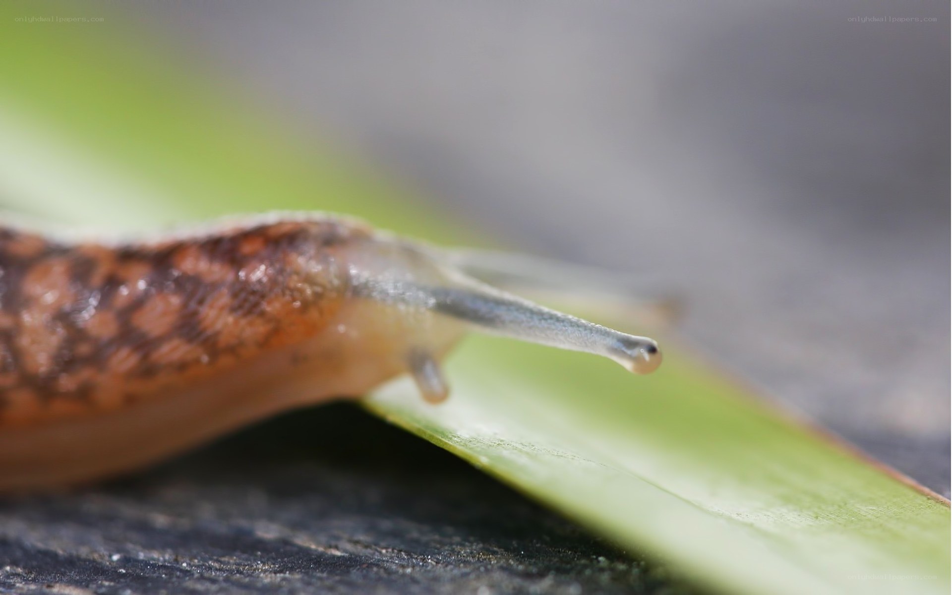 snail on a leaf