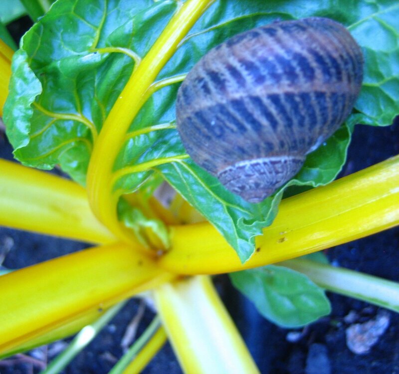 snail on a leafy plant