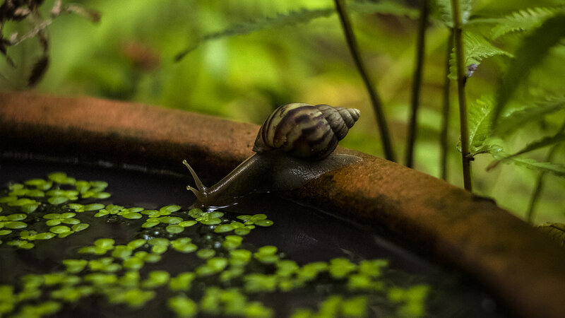 Snail on a Log — Green