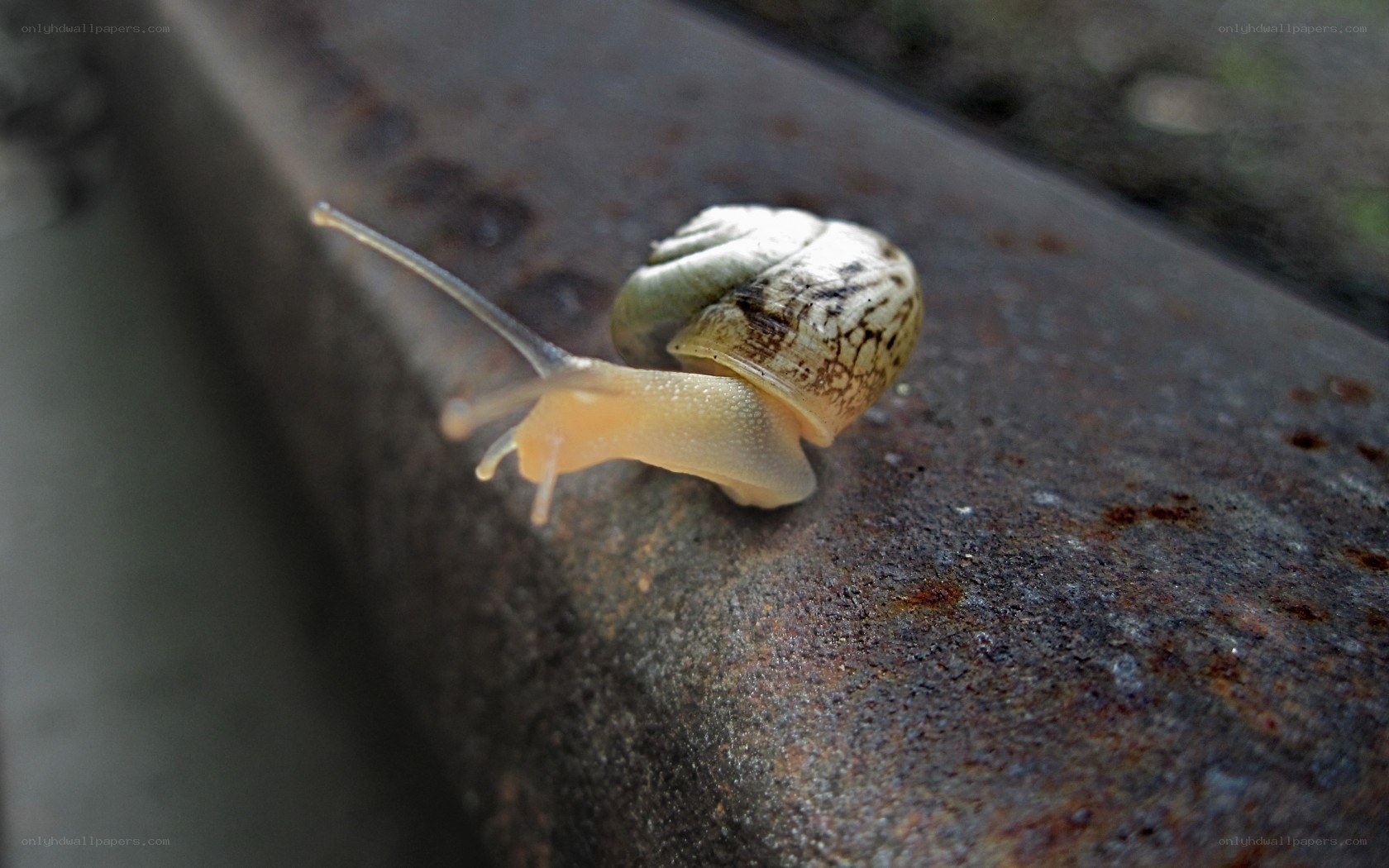 snail on a metal surface