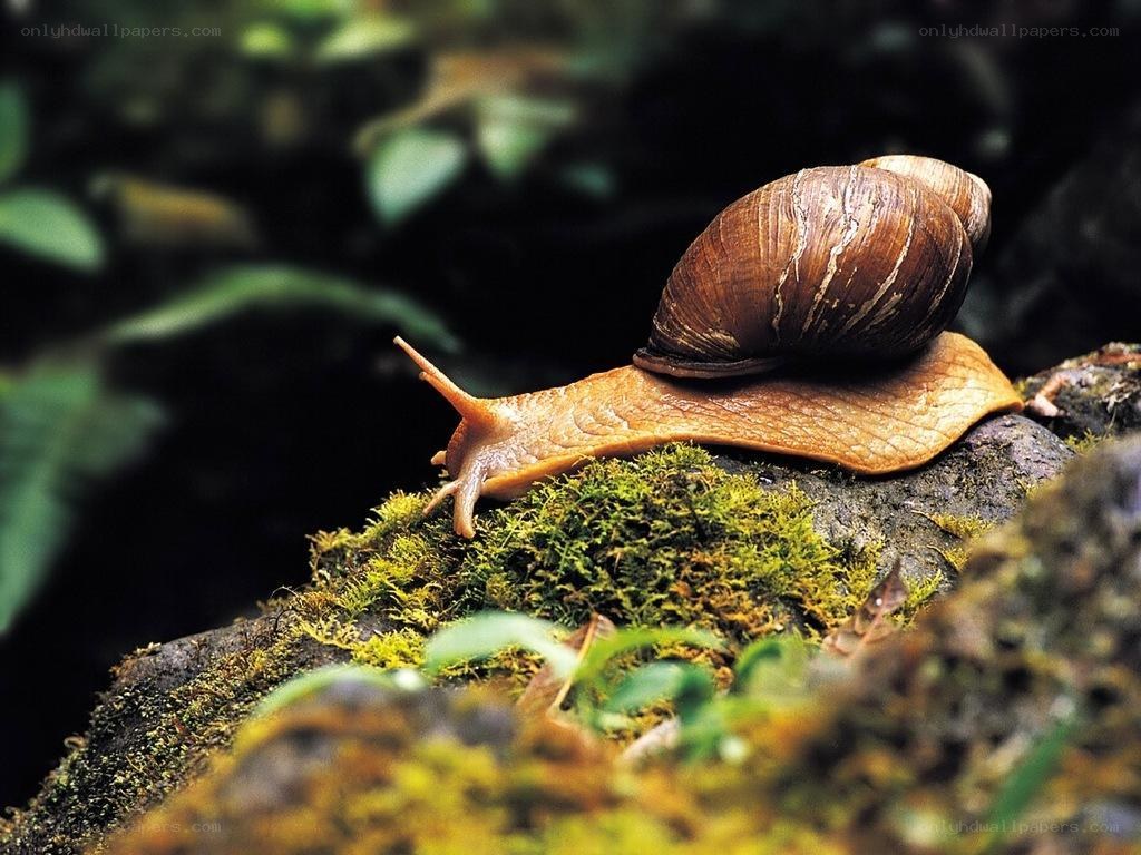 snail on a mossy rock
