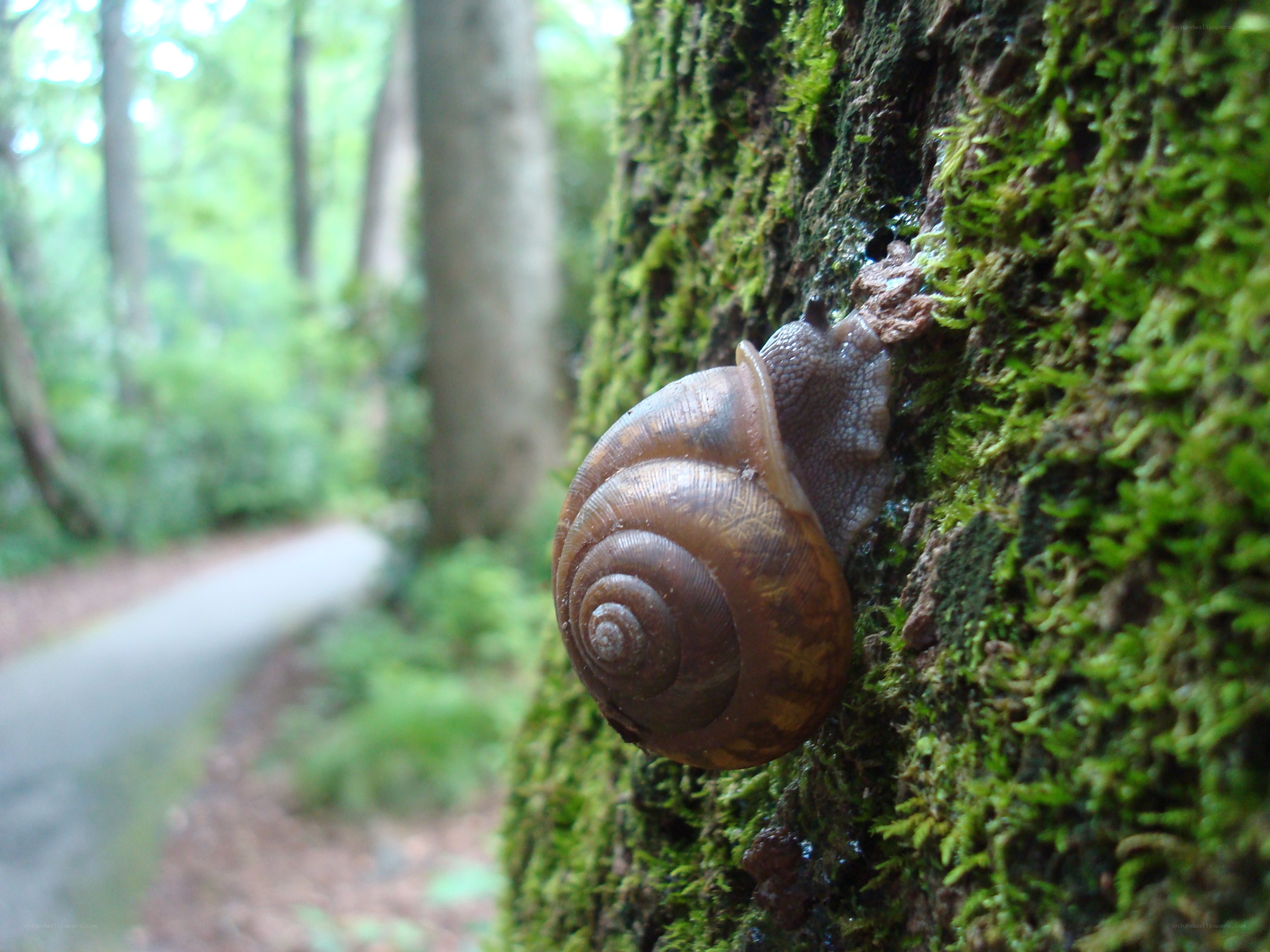 snail on a mossy tree