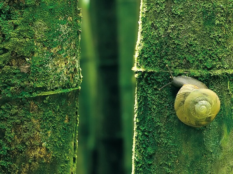 snail on a mossy tree