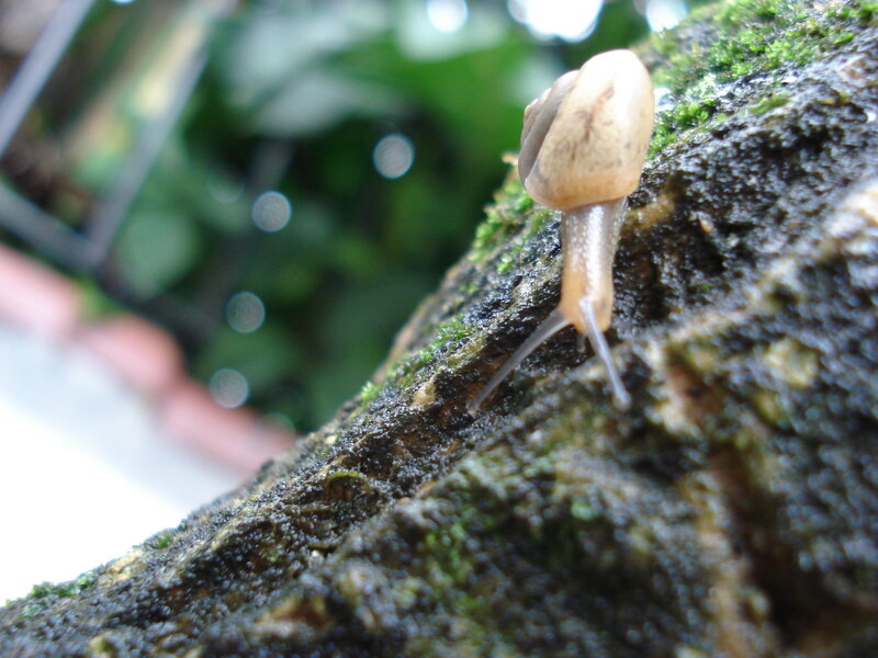 snail on a mossy tree trunk