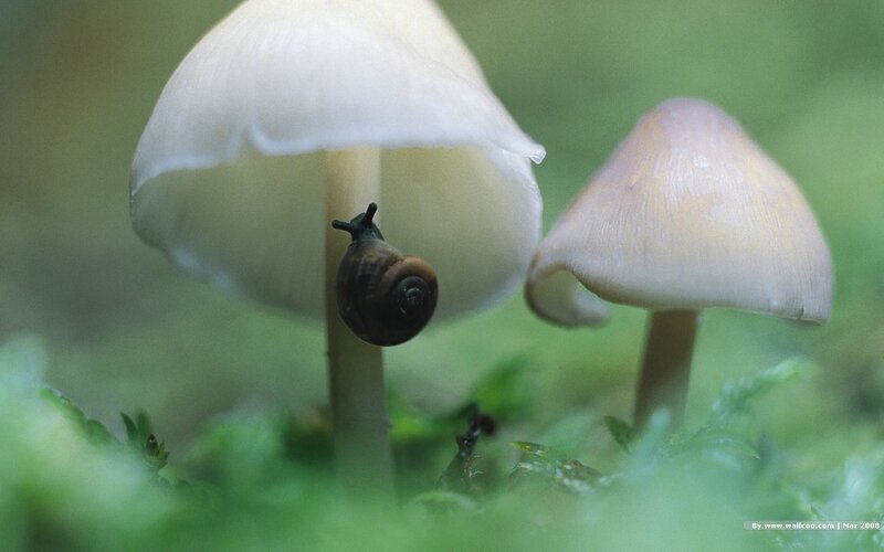 Snail on a mushroom in the forest