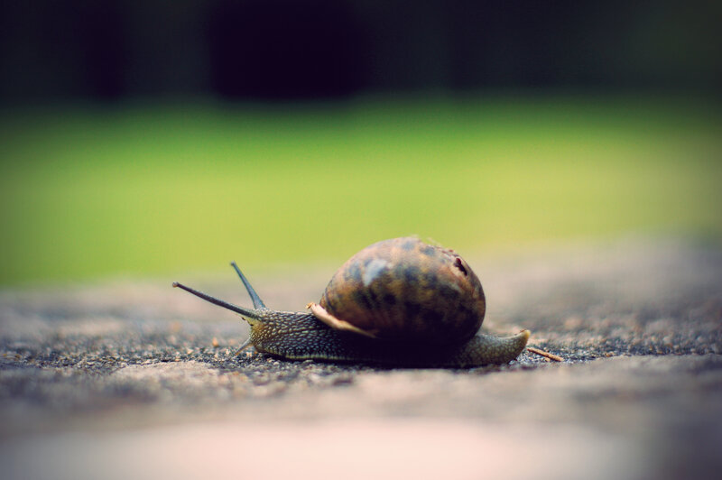 snail on a path