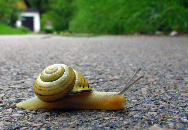 snail on a paved path