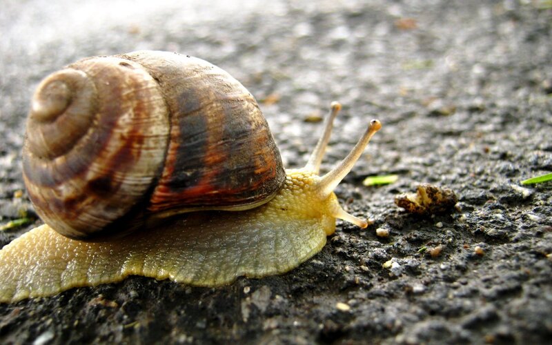 snail on a paved surface