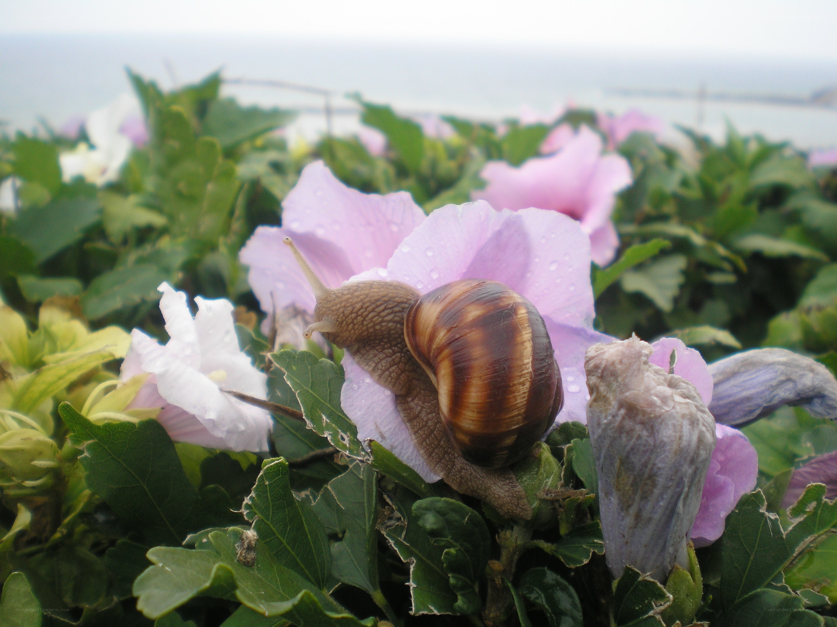 snail on a pink flower