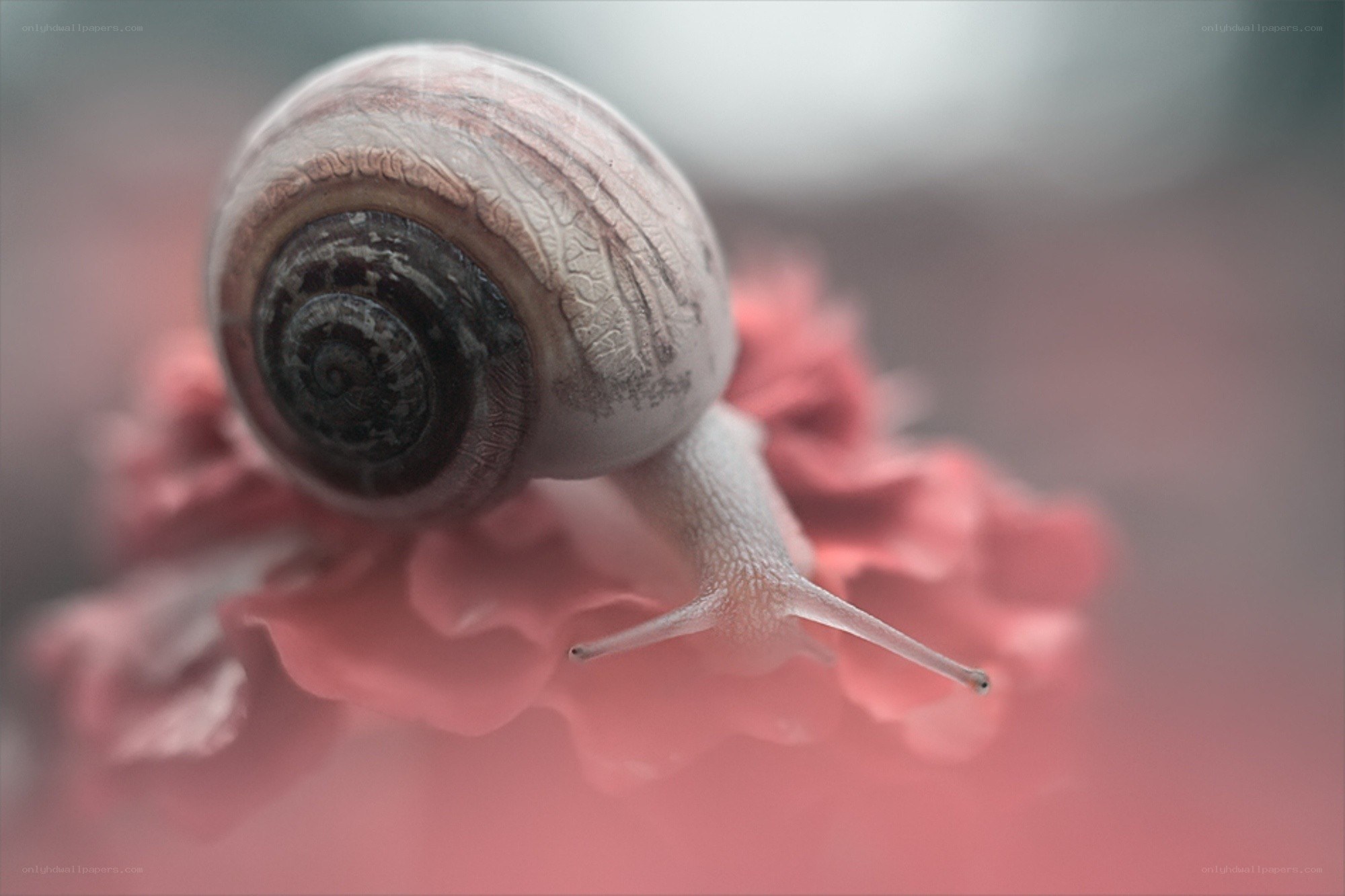 snail on a pink flower