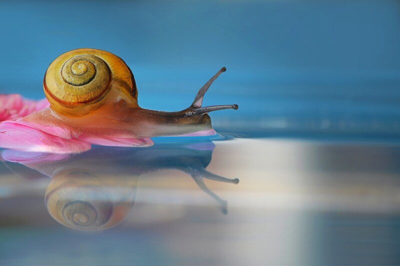 snail on a pink petal