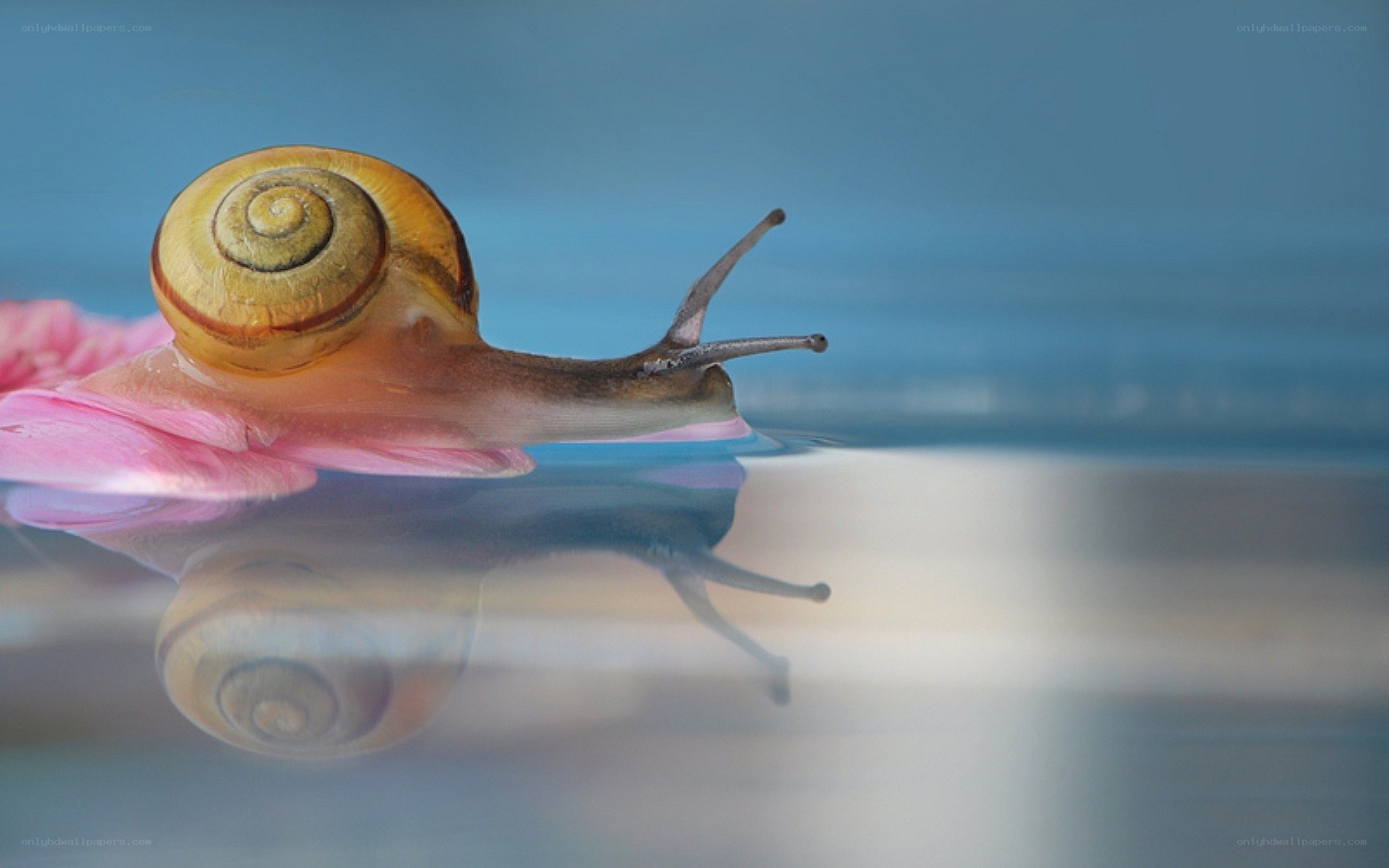 snail on a pink petal