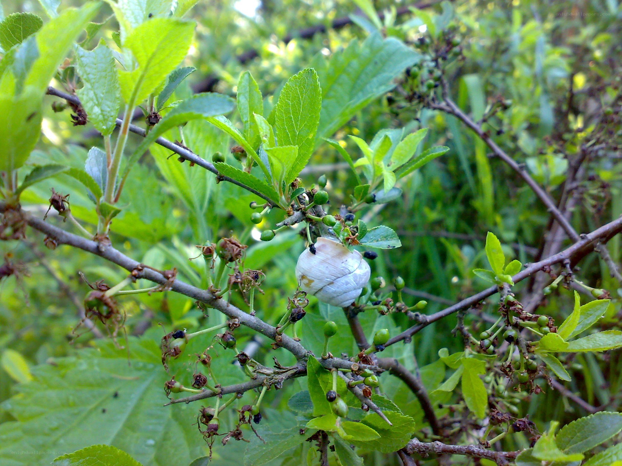 snail on a plant branch
