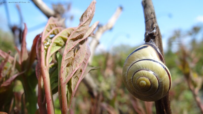 snail on a plant stem