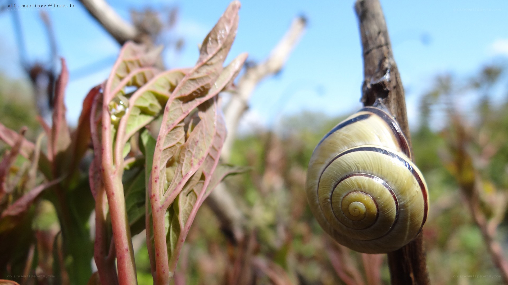 snail on a plant stem