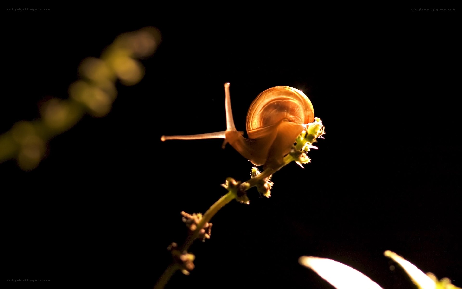 snail on a plant stem