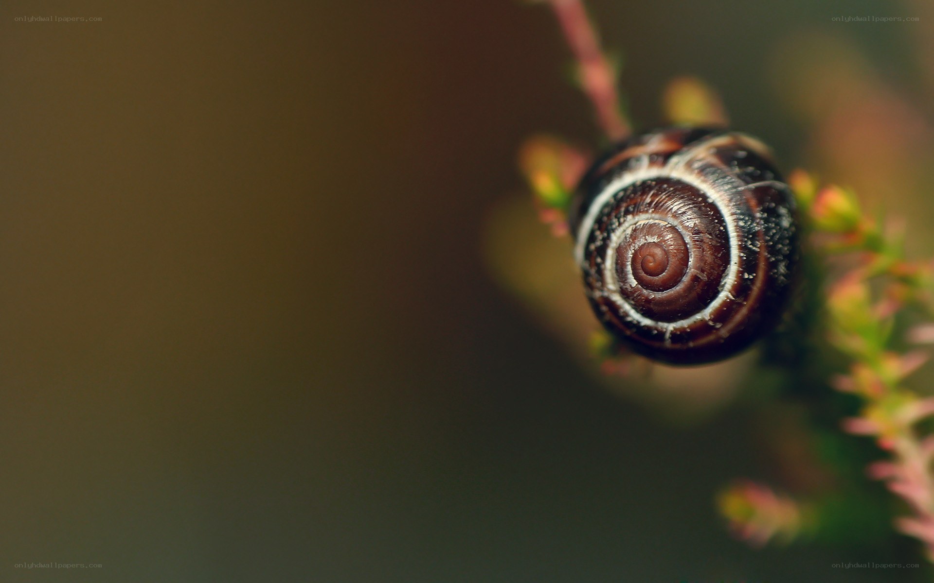 snail on a plant stem