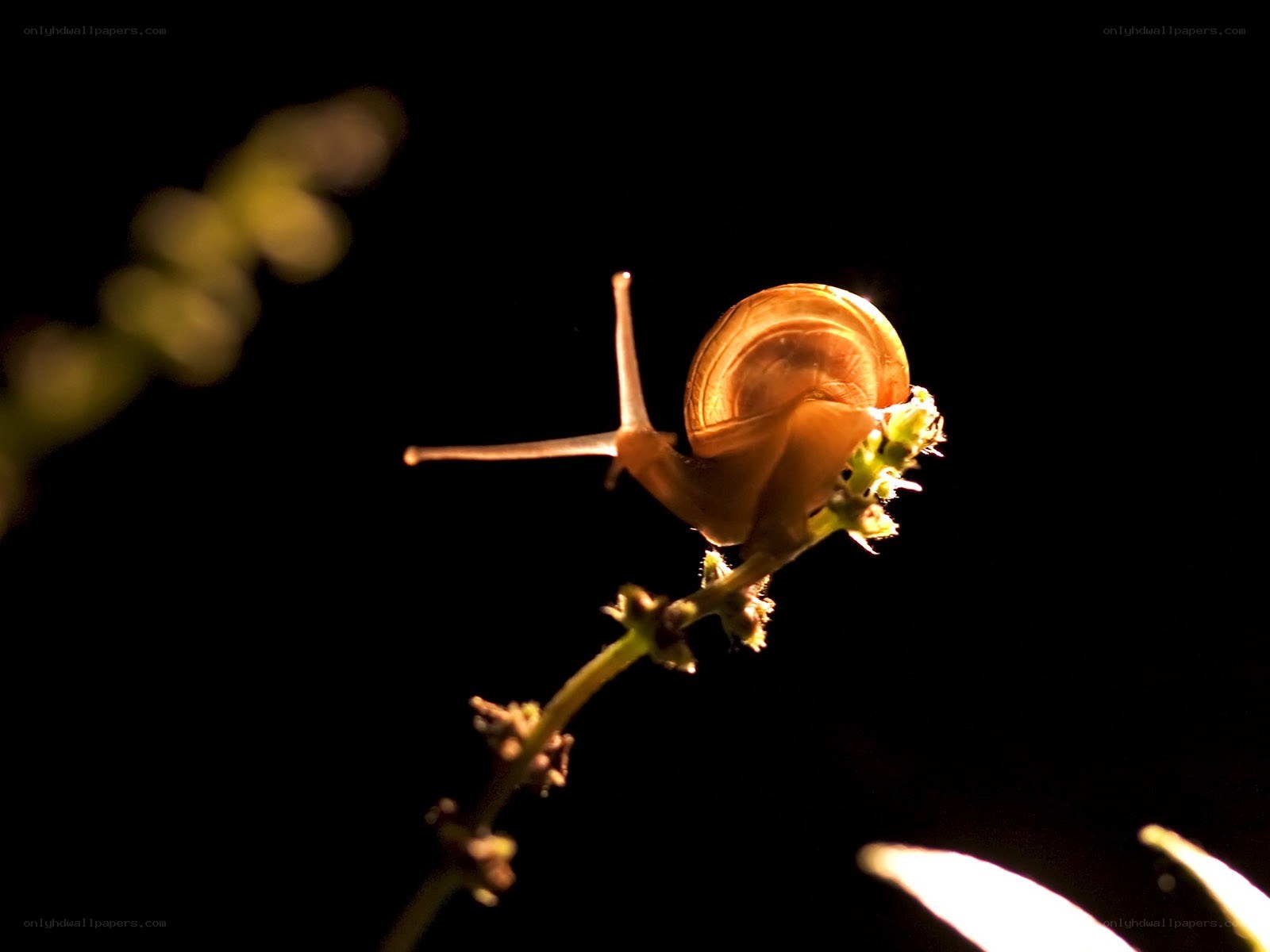 snail on a plant stem