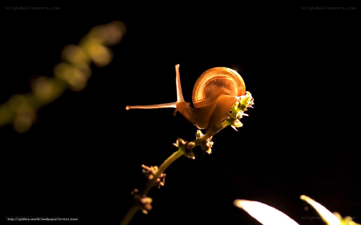 snail on a plant stem
