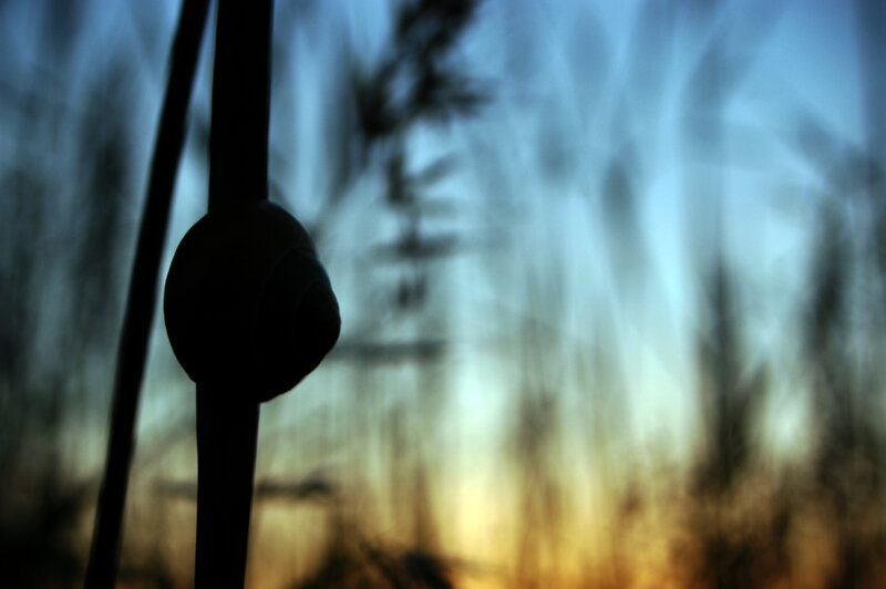 snail on a pole at dusk