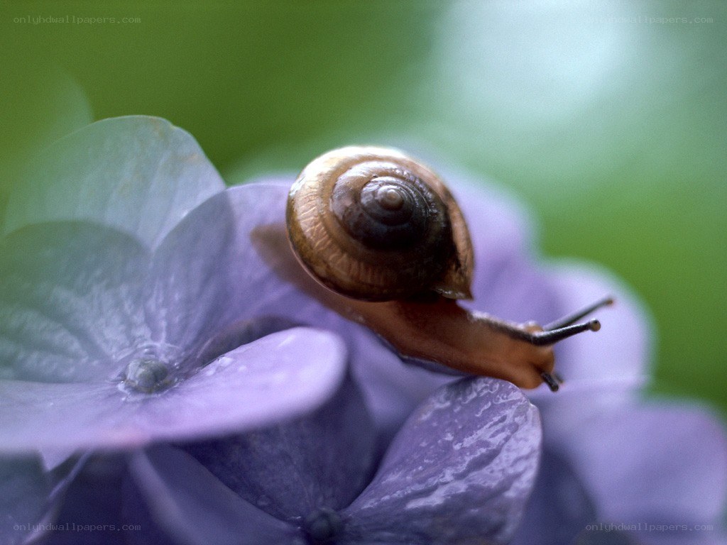 snail on a purple flower