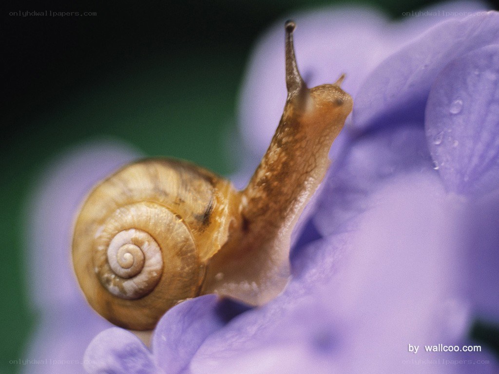 snail on a purple flower