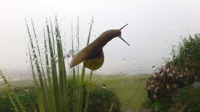 snail on a rainy window