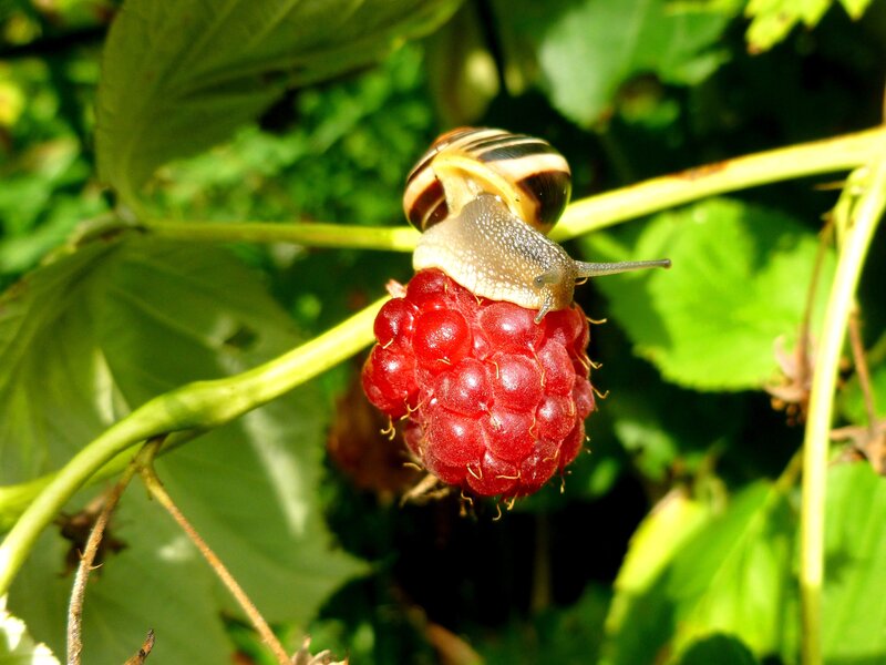 snail on a raspberry