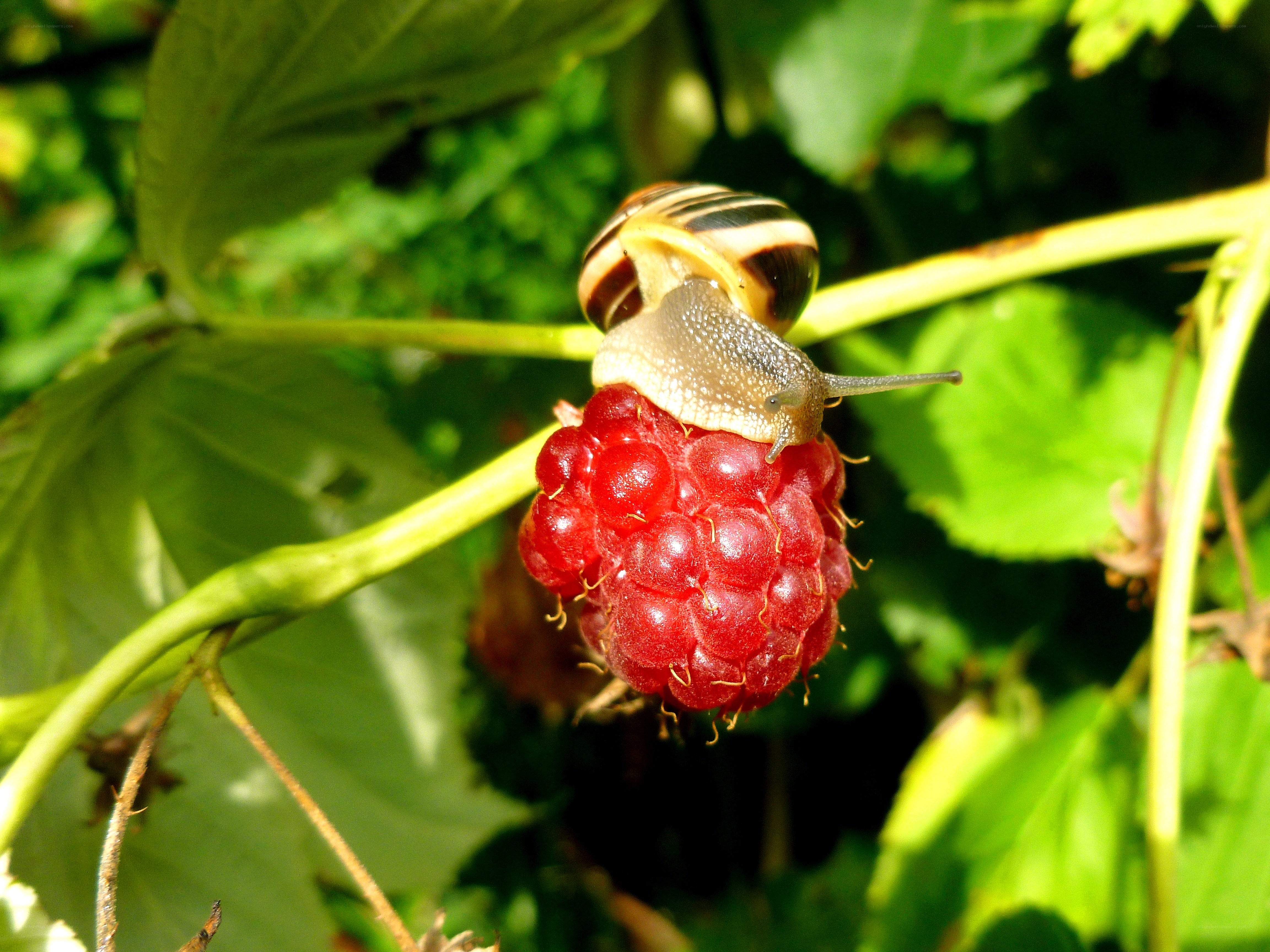 snail on a raspberry