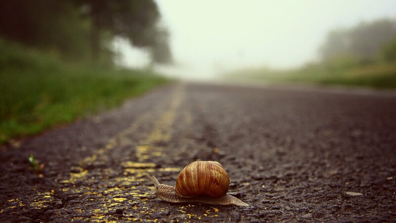 Snail on a Road — Brown