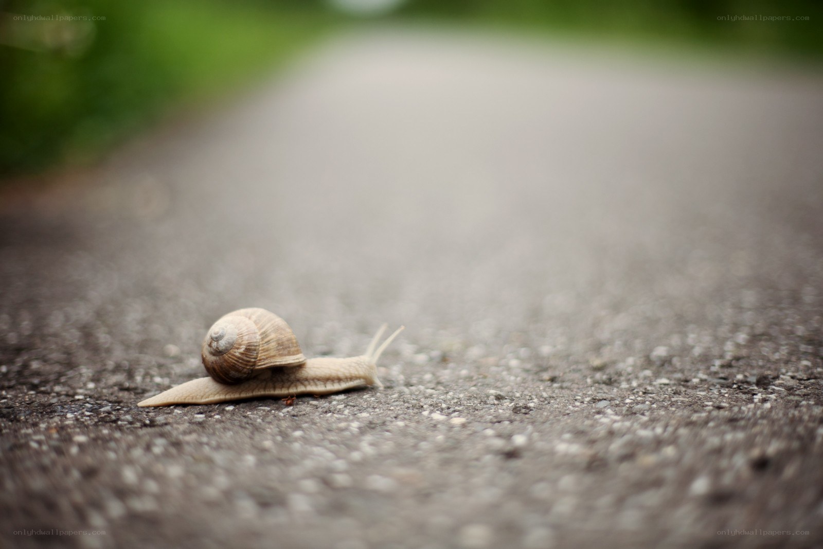 snail on a road