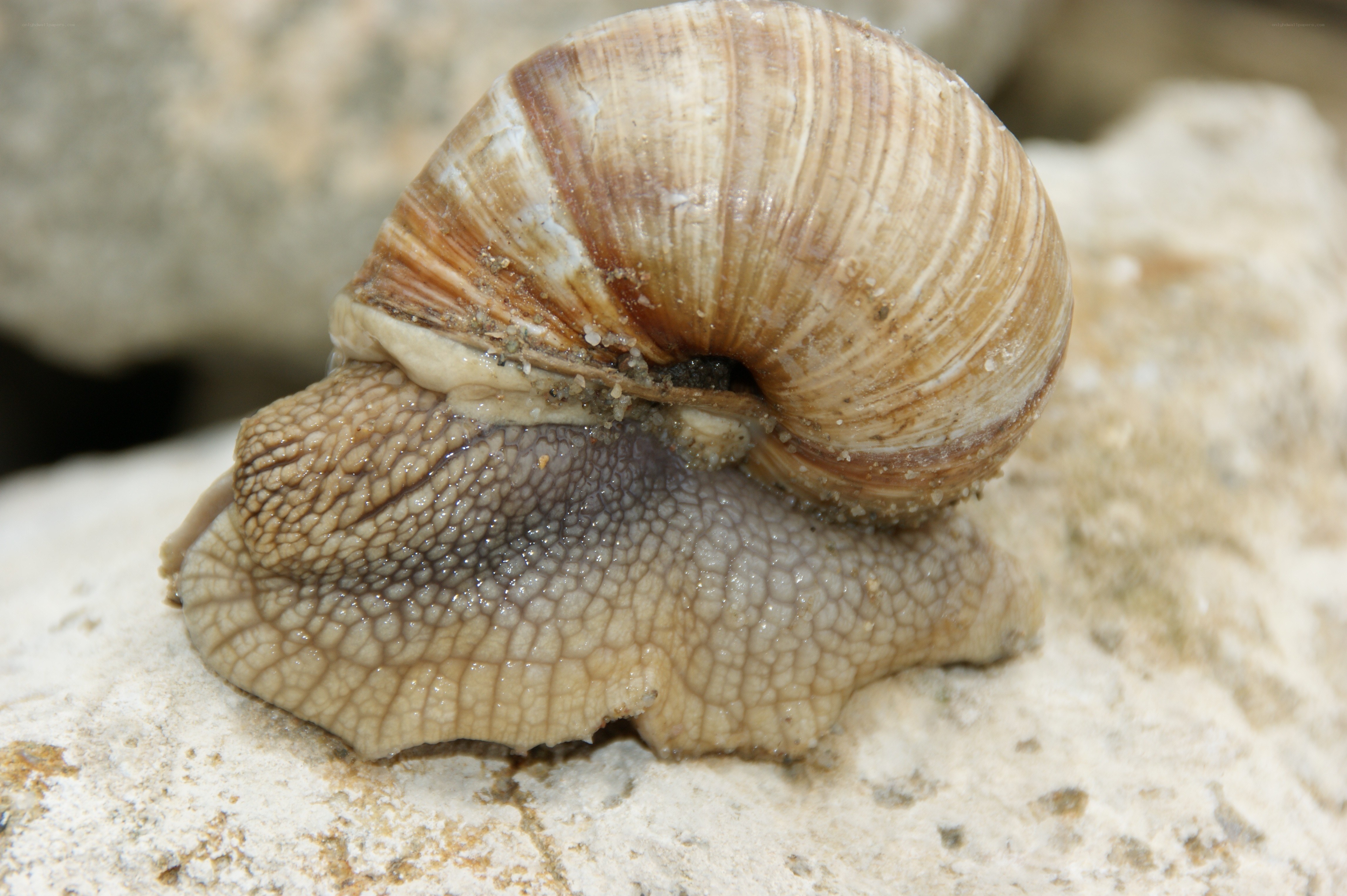 snail on a rock