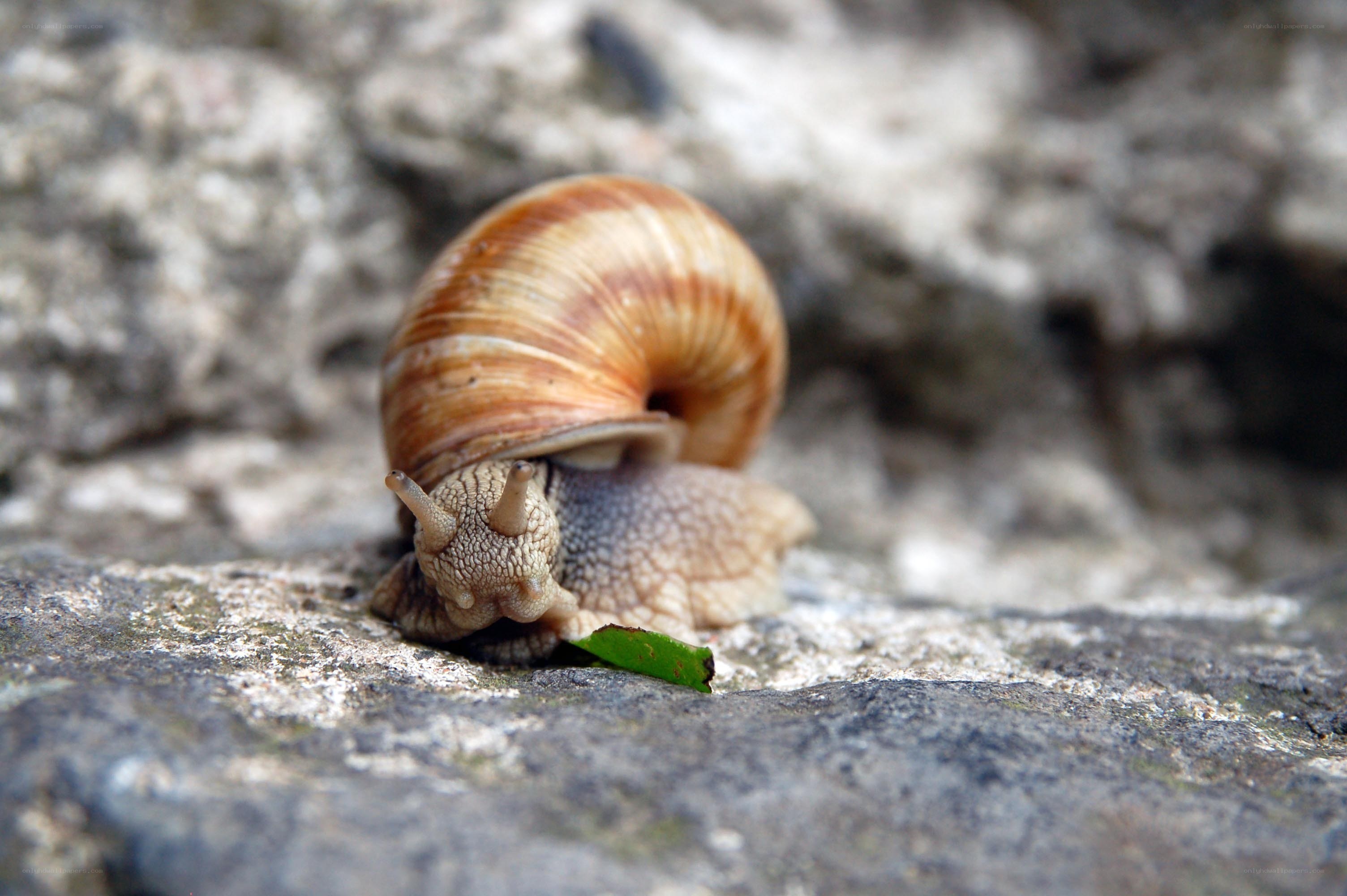 snail on a rock
